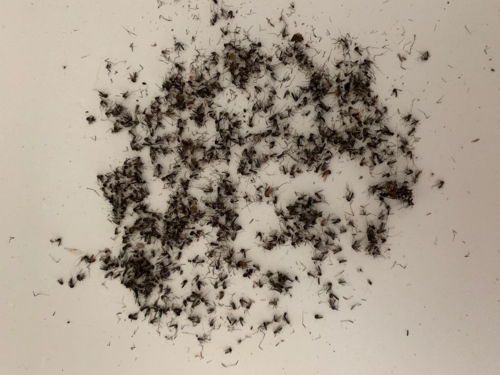 10jours De Moustiques Tigres